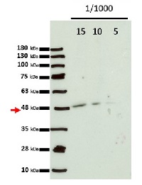 RPN6 | 26S proteasome non-ATPase regulatory subunit 9 in the group Antibodies Plant/Algal / Loading Controls at Agrisera AB (Antibodies for research) (AS15 2832A)